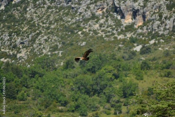 Obraz Vulture on flight
