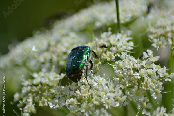 Obraz bug on a flower