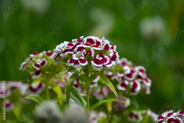 Obraz red and white flower