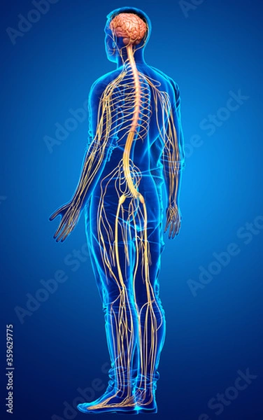 Fototapeta 3d rendered medically accurate illustration of a male nervous system