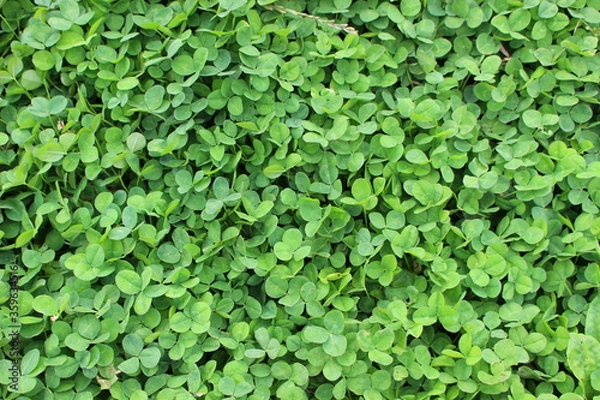 Obraz クローバー_01