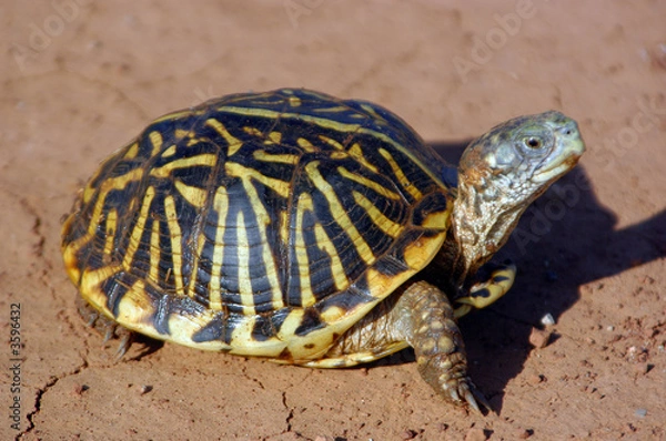 Obraz Box Turtle