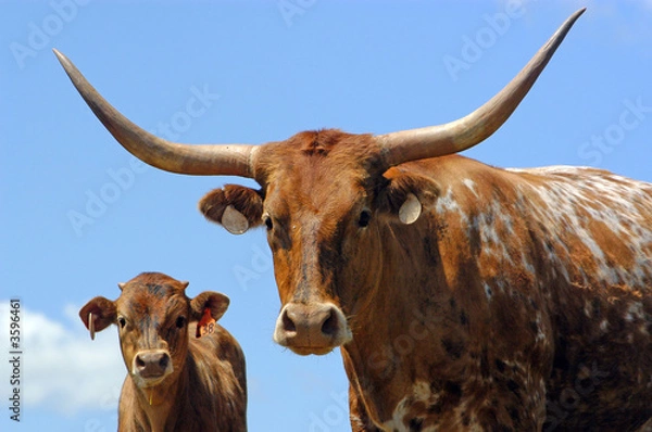 Obraz Longhorn Cattle