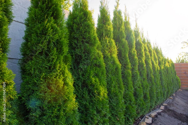 Obraz Green hedge of thuja trees in the courtyard of the house. Thuja twig, evergreen Thuja occidentalis also known as arborvitaesas arborvitaes or cedar. Landscape design concept