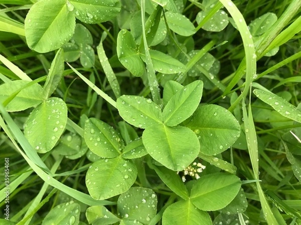 Obraz Bright green grass and clover leaves with raindrops.