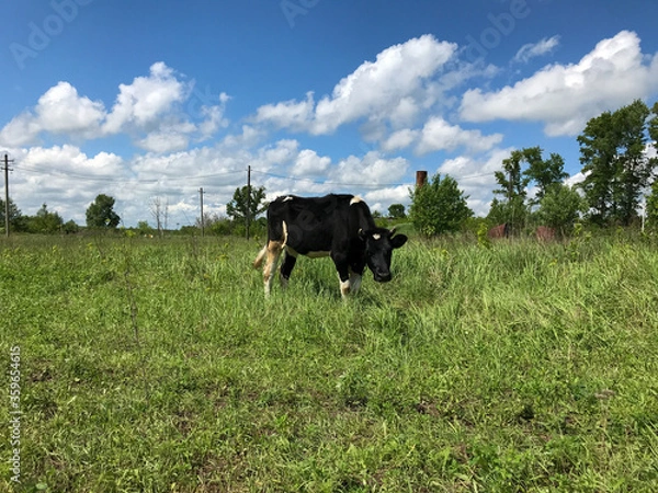 Obraz The black and white calf grazes on the field.