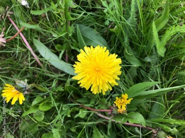 Obraz Yellow dandelion on the field.