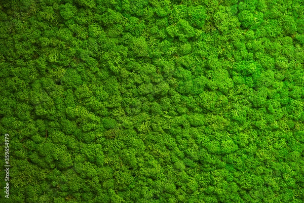 Obraz Close up green moss texture, background. Green texture