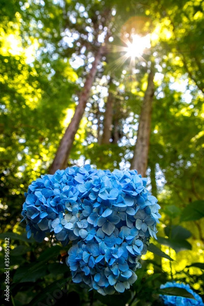 Obraz 紫陽花と木漏れ日