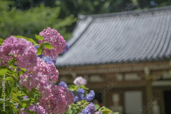 Obraz 紫陽花とお寺