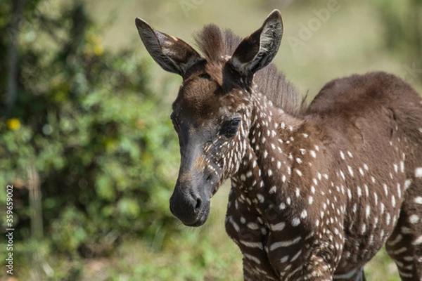 Fototapeta Rare sighting of dark and spotted baby Zebra at Masai Mara national reserve