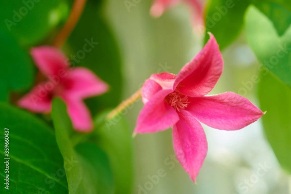 Obraz クレマチス　プリンセス・ダイアナ