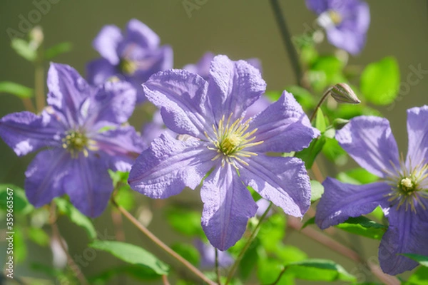 Obraz クレマチス　プリンス・チャールズ