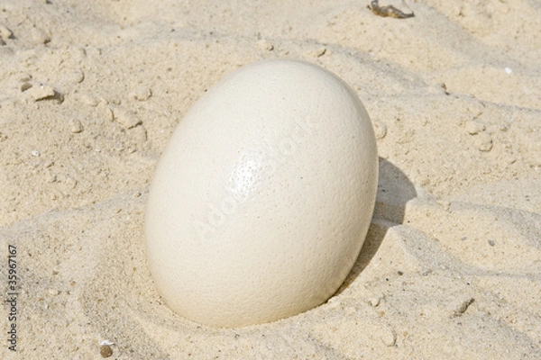 Obraz Large ostrich egg.