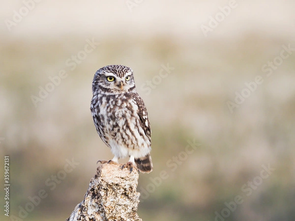 Obraz Mochuelo europeo o mochuelo común (Athene noctua) 