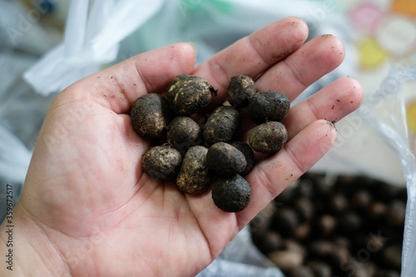 Obraz sea urchin in hand
