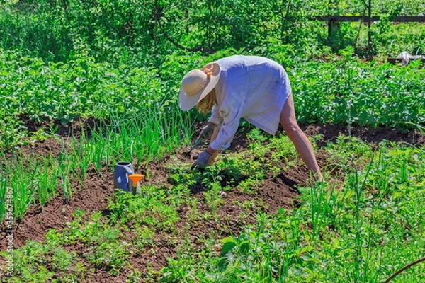 Obraz Girl in a hat weeds a garden from weeds on a sunny day