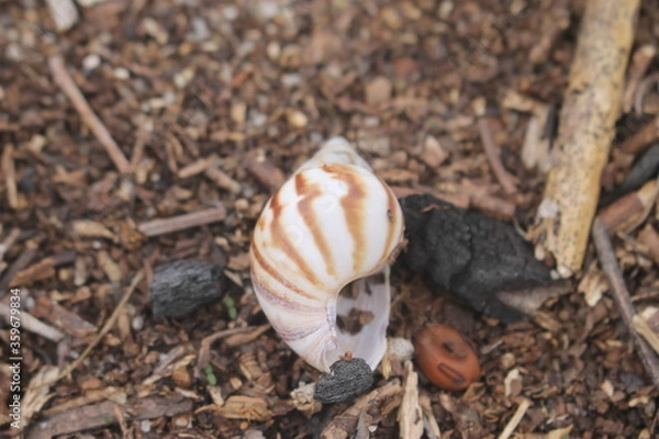 Fototapeta caramujo, concha, snail shell