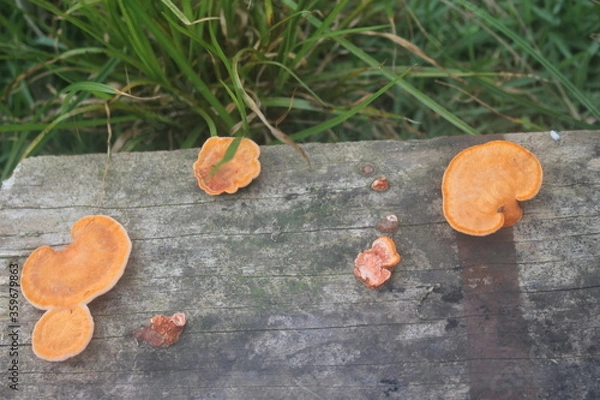 Obraz cogumelos, mushrooms