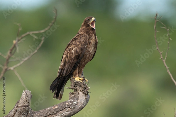 Fototapeta Aigle ravisseur,.Aquila rapax , Tawny Eagle