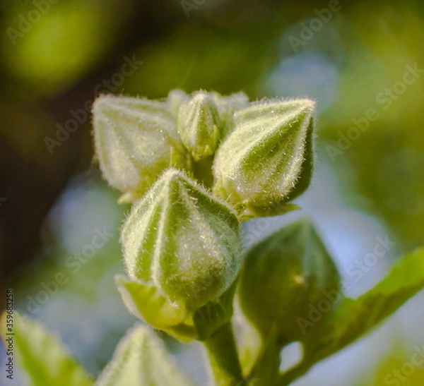Obraz Flower buds close-up on a green background