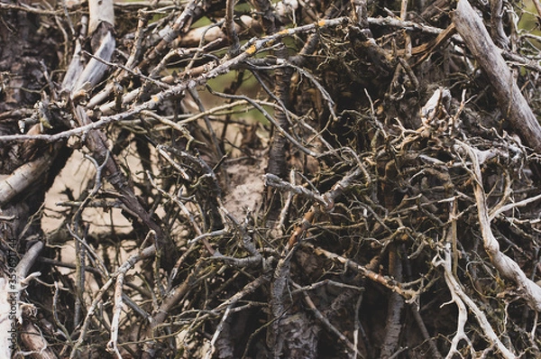Fototapeta Dark spooky occult pagan witchcraft ritual legend forest roots branches texture. Photo wallpaper background in retro vintage faded processing