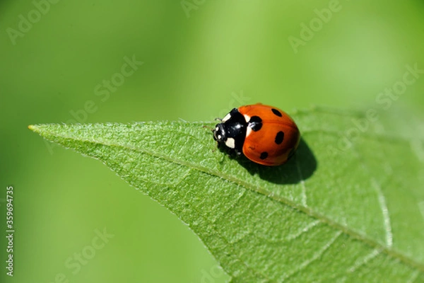 Obraz Red Ladybug with black dots on green leaf