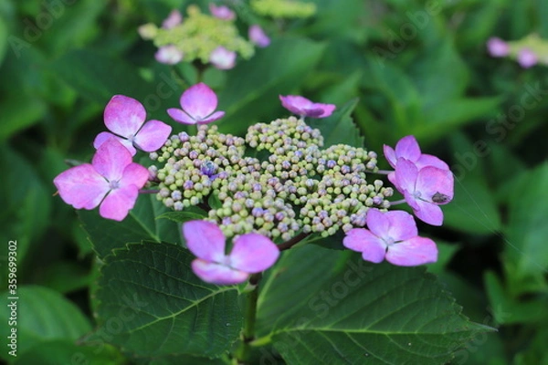 Fototapeta ピンク色のガクアジサイの花