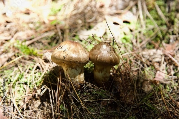 Fototapeta マツタケ