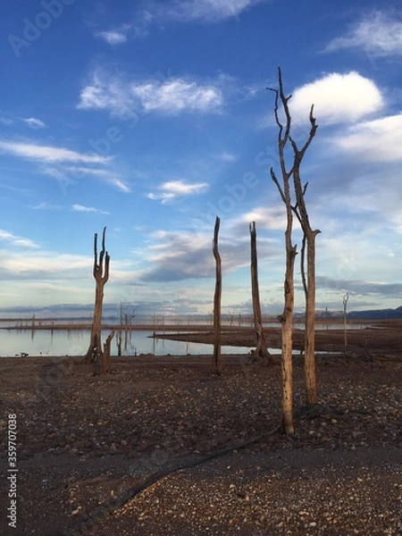 Obraz dead tree on Kariba