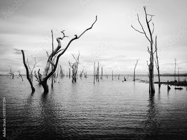 Obraz tree on the lake