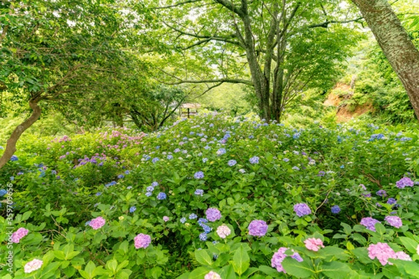 Fototapeta 静岡県下田市下田公園のあじさい