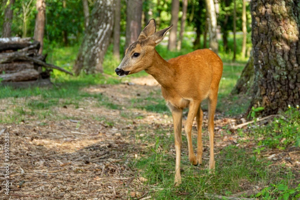 Obraz Young roe deer grazing on a meadow