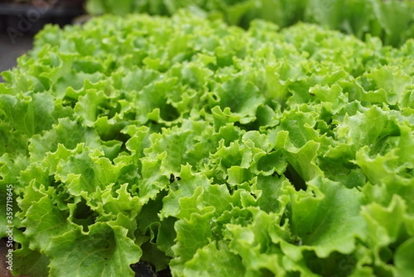 Obraz green lettuce plants 