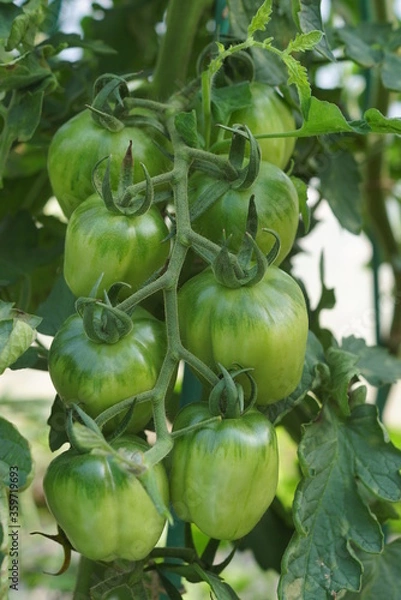 Obraz a panicle with green tomatoes 