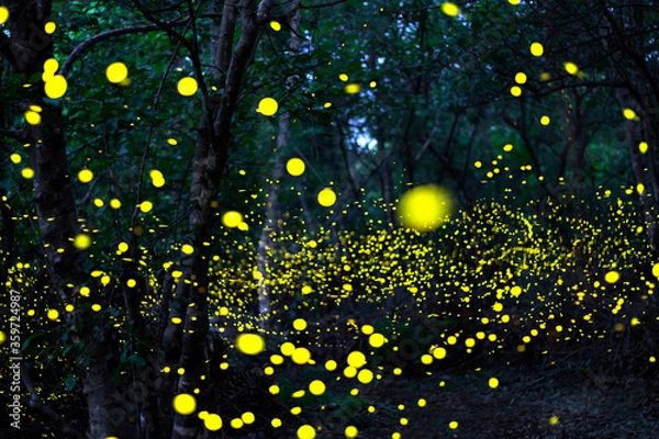 Fototapeta Fireflies in the bush at night in Udonthani Thailand. Firefly symbolizes the integrity of the ecosystem. Long exposure photo.
