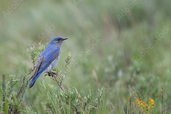 Fototapeta A Mountain Bluebird perched on sagebrush at Kyburz Flat in the Sierra Nevada mountains near Truckee, CA.