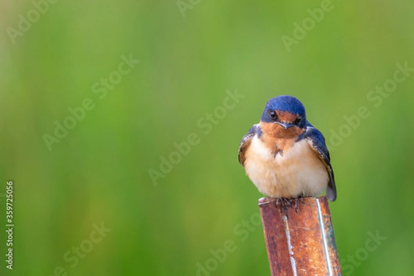 Fototapeta Cute little barn swallow close up isolated on a green background with room for text.