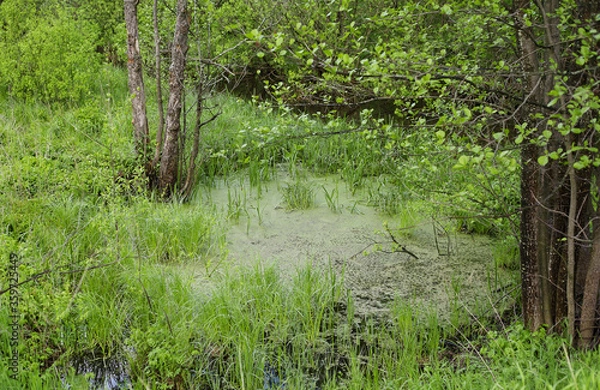 Fototapeta green swamp in the forest