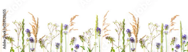 Fototapeta Various wild meadow flowers and herbs on a white background top view, flat lay, banner. Border of bright fragrant meadow herbs and flowers.