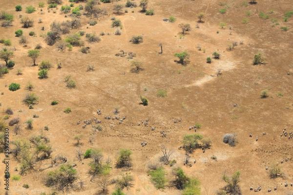 Obraz Aerial view of a herd of Burchell's zebras (Equus quagga) in the Shompole conservancy area in the Great Rift Valley, near Lake Magadi, Kenya.
