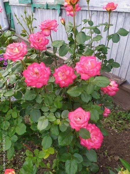 Obraz pink roses in a pot