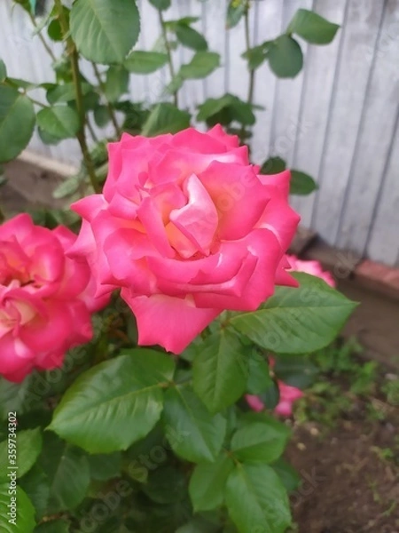 Obraz pink rose in garden