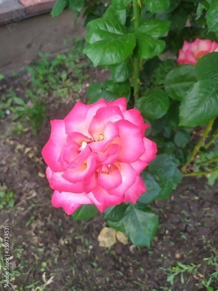 Obraz pink rose in garden