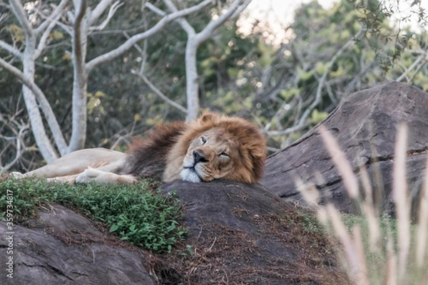 Fototapeta Sleeping lion at one theme park safari