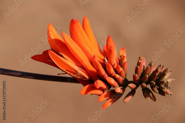 Obraz Coral tree flowers