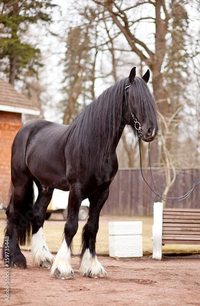 Obraz horse in a stable