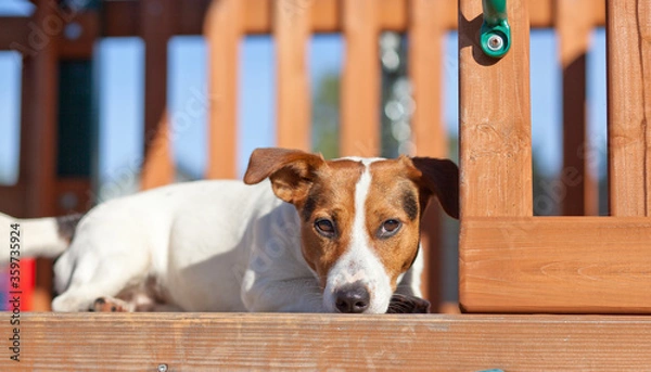 Obraz jack russell terrier