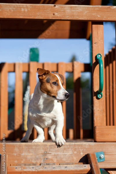Obraz jack russell terrier