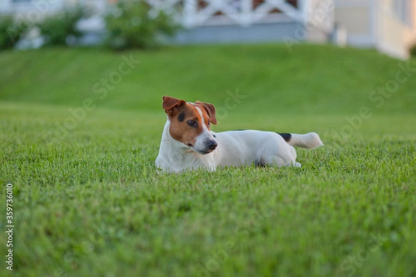 Obraz jack russell terrier